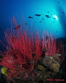   Red whip coral lending strong contrast blue water column has always been favorite. favorite  